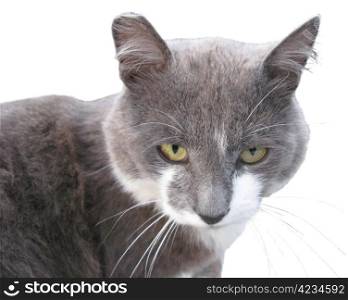 Beautiful Grey cat on a white background