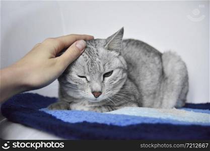 beautiful grey cat sit on the blue carpet in the white chair touched by female hand