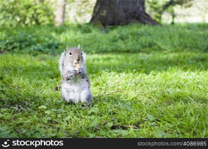 Beautiful grey squirrel eating in the park