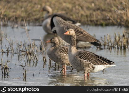 Beautiful greylag goose Anser Anser in wetlands landscape