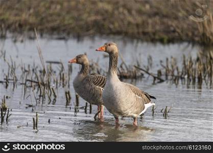 Beautiful greylag goose Anser Anser in wetlands landscape