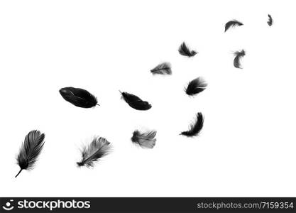 Beautiful group black feathers floating in air isolated on white background
