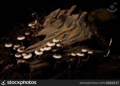 Beautiful group of white wild mushrooms on a log.. wild mushrooms