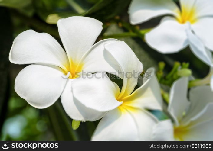 Beautiful group white flower of Plumeria or Frangipani on tree