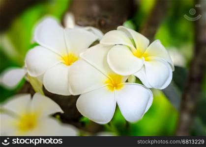 Beautiful group white flower of Plumeria or Frangipani on tree