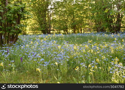 Beautiful growing summer flowers. Colorful growing summer flowers in blue and yellow