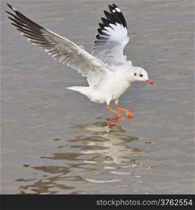 Beautiful Gull landing, Brown-headed Gull (Chroicocephalus brunnicephalus)