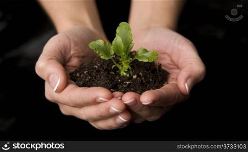 Beautiful hands hold new life as a plant