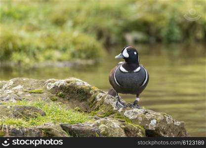 Beautiful Harlequin Duck Histrionicus Histrionicus