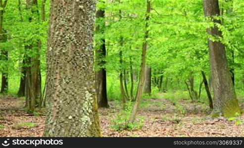 Beautiful, harmonious forest detail, with oak leaves