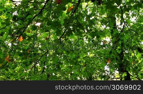 Beautiful, harmonious forest detail, with sycamore maple leaves