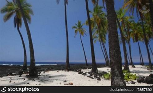 Beautiful Hawaiian scene with palm trees next to a volcanic rock beach