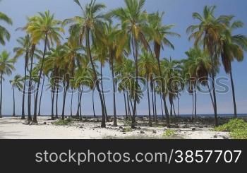 Beautiful Hawaiian scene with palm trees on a beach