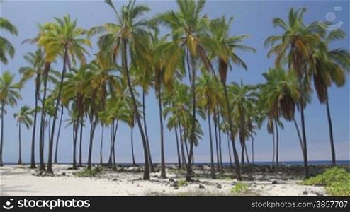 Beautiful Hawaiian scene with palm trees on a beach