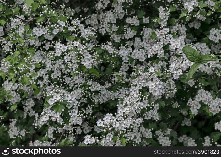 Beautiful hawthorn background.Selective focus