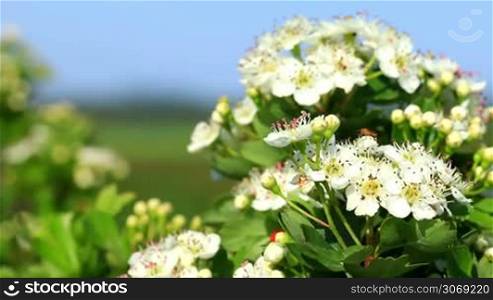 Beautiful hawthorn bush flowers