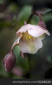 Beautiful helleborous Winterbells flower in full bloom