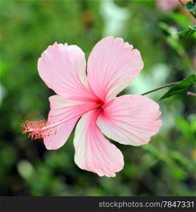 beautiful hibiscus flower in the garden