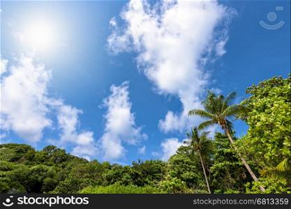 Beautiful high view blue sky cloud and sun during summer over palm tree on beach for background at Koh Similan Islands in Mu Ko Similan National Park, Phang Nga province, Thailand