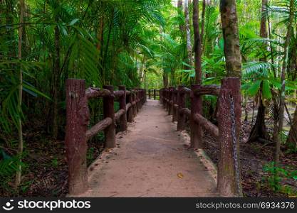beautiful hiking trail in the jungles of Krabi, Thailand