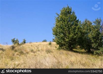beautiful hill in summer with dry grass and trees