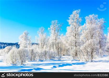 Beautiful hills landscape with blue sky and white winter snowy trees