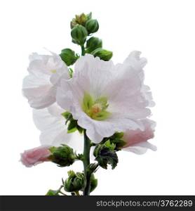 beautiful hollyhock flower isolated on white background