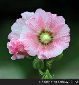 beautiful hollyhock flower or althaea
