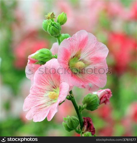 beautiful hollyhock flower or althaea