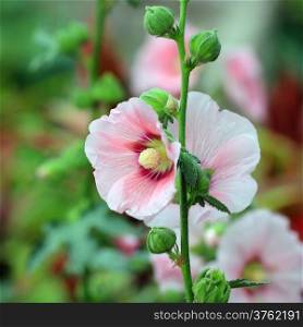 beautiful hollyhock flower or althaea flower