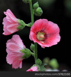 beautiful hollyhock flower or althaea flower