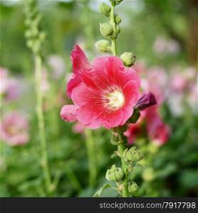 beautiful hollyhock flower or althaea flower in garden
