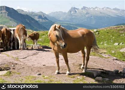 beautiful horse and a group of cows