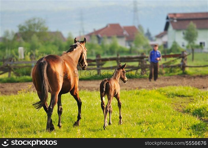 beautiful horse in nature run and have family relatinship