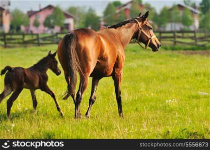 beautiful horse in nature run and have family relatinship