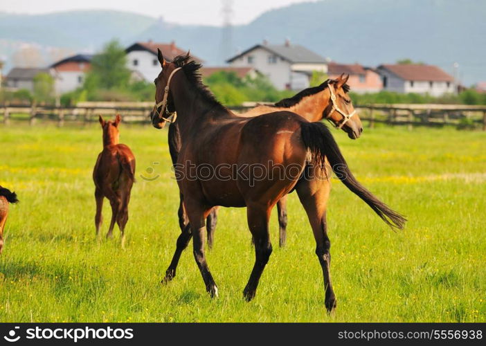 beautiful horse in nature run and have family relatinship