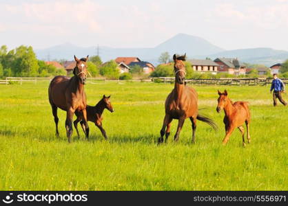 beautiful horse in nature run and have family relatinship