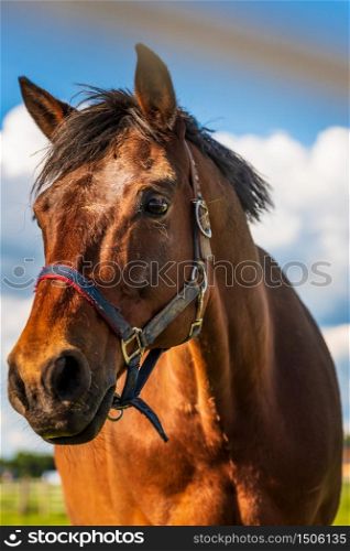 Beautiful horse portrait in summer sun outdoors