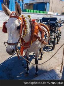 beautiful horse pulling a carriage bells and participate in the famous Andalusian Horse Fair Andujar, Spain