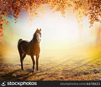beautiful horse stands on sunny autumn meadow with hanging branches of trees with colorful foliage over fog nature background.