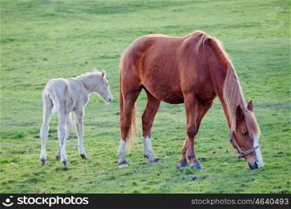 Beautiful horse with her foal grazing in the field