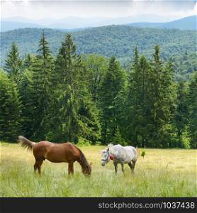 Beautiful horses graze on slopes Carpathian Mountains.