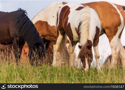 Beautiful horses grazing in lush green pasture outdoors summer on green field