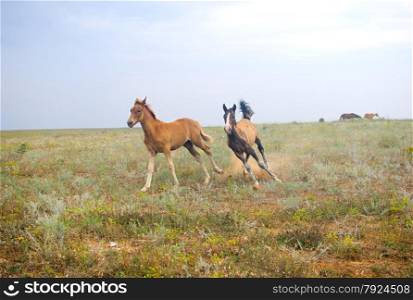 Beautiful horses in the fieald, two foals playing and running in the filed