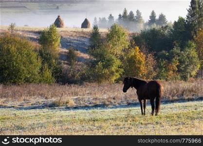Beautiful horses on a pasture in of autumnal colorful mountains after rain. Carpathian mountains