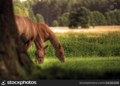 Beautiful horses on the field. Wildlife