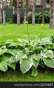 Beautiful Hosta leaves background. Hosta - an ornamental plant for landscaping park and garden design. Large lush green leaves with streaks. Veins of the leaf.. Beautiful Hosta leaves background. Hosta - an ornamental plant for landscaping park and garden design.