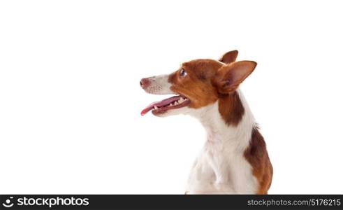 Beautiful hound dog with brown and white hair