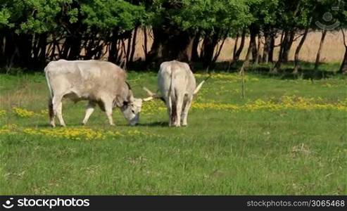 Beautiful Hungarian gray bulls in the field