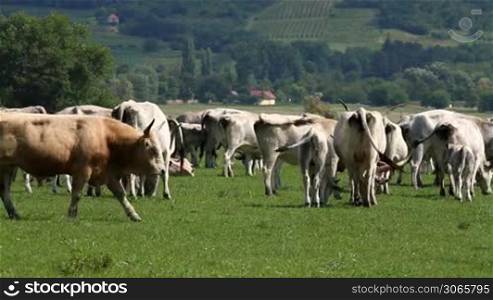 Beautiful hungarian grey bulls and horses in the field